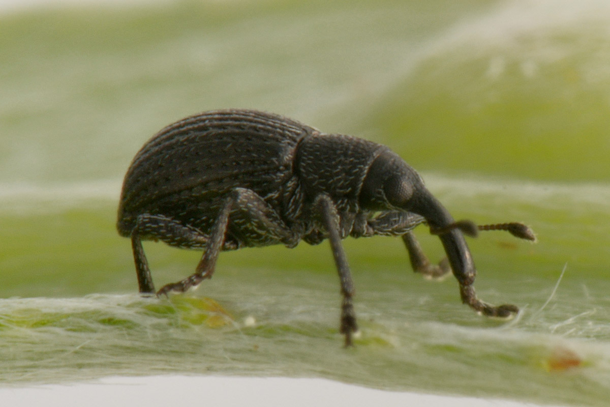 Apionidae:  Melanapion sp?  S, Melanapion minimum, femmina